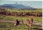Preview: Wiesleutner Moos - D 1989 95 002 ●